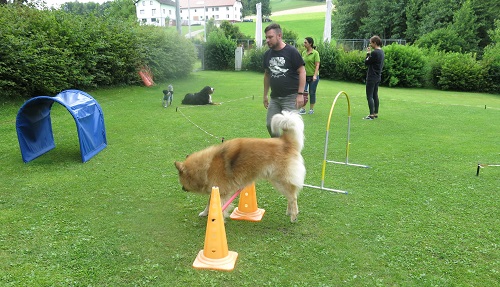 Longieren Hundeschule Oberösterreich