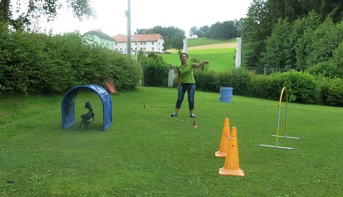 Longieren lernen bei Hunden