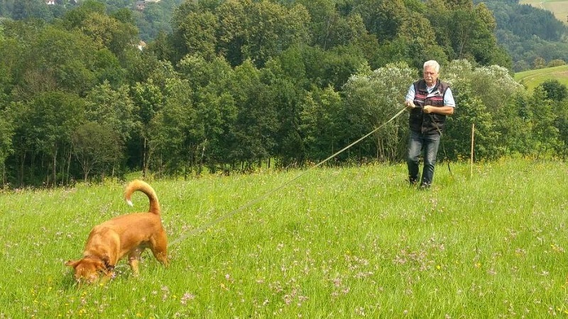 Nasenarbeit Fährten lesen - Hunde