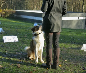 Rally Obedience welpenschule oberösterreich