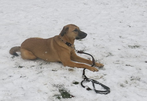 Grundregeln – Hunde und Schnee