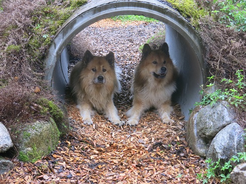 Hundekurse Frühling Oberösterreich