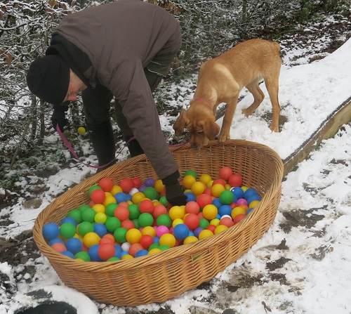 Welpenkurse Oberösterreich