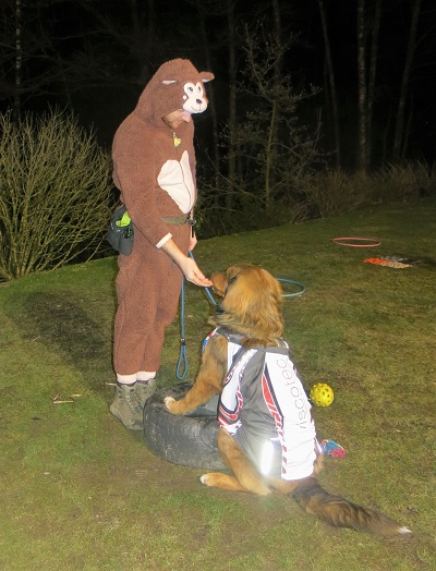 Hundeschule Welpenschule News Fasching