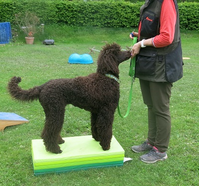 Bodenarbeit Hundekurs