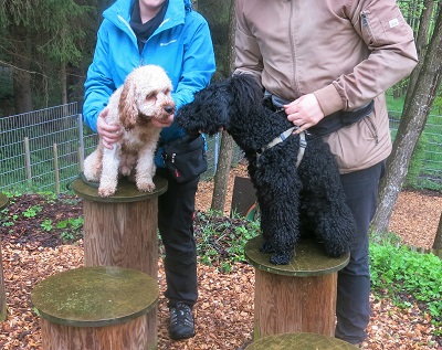 Einführungskurse Hundeschule