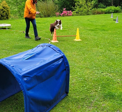 Einführungskurse longieren Hunde