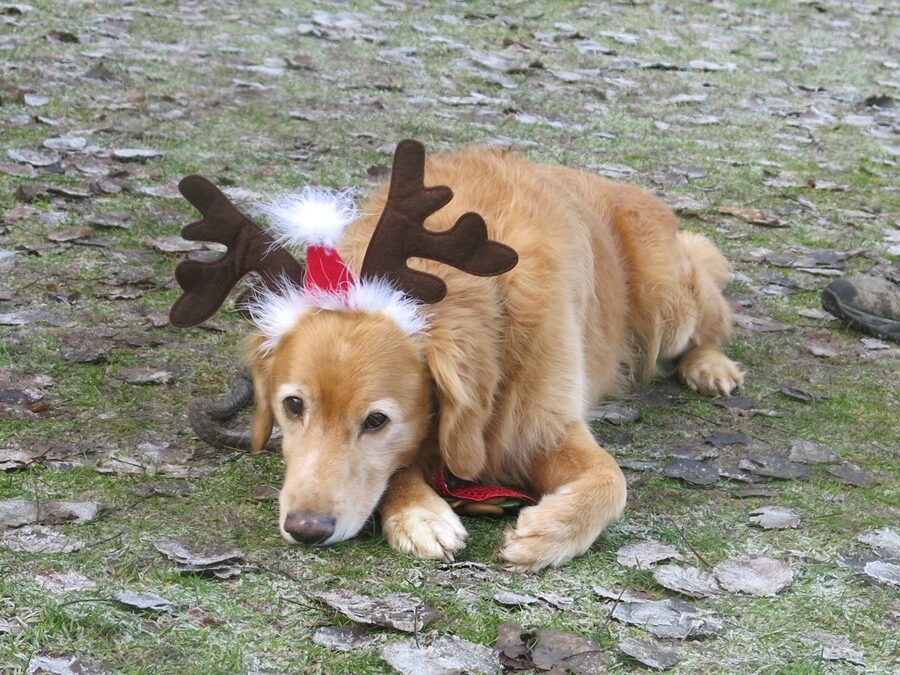 Weihnachtsfeier Hundeschule Oberösterreich