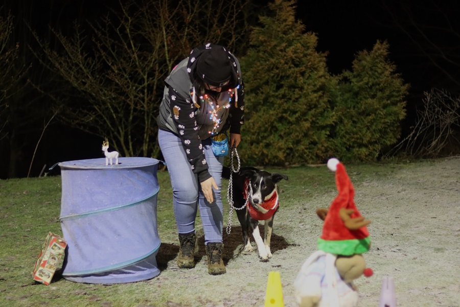 Weihnachtsfeier Hundeschule