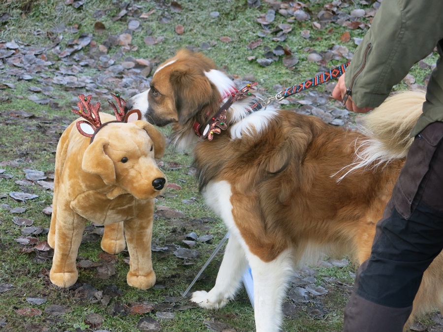 Weihnachtsfeier Welpenschule Oberösterreich